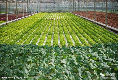 物聯網技術研發 賦能植物工廠，開啟智慧農業新篇章