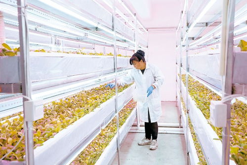 中國農業大學平谷分校 以物聯網技術研發為引擎，打造現代農業創新高地